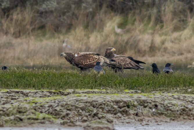 2.5 Hours SightSeeing Tour in Beaulieu River - Birds and Seals: How the Guide Turns a Sighting Into a Story