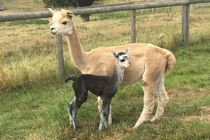 2-Hour Alpaca Farm Experience in Kenilworth - Entering the Farm: Your Intro, the Accessories, and the Herd Mood