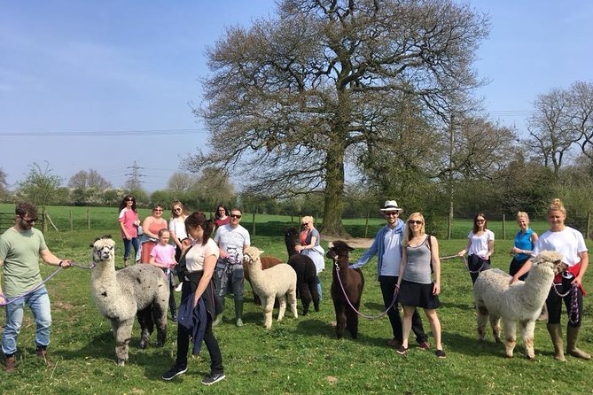 2-Hour Alpaca Farm Experience in Kenilworth - Feeding the Herd: Where the Tips Make It Safer and Easier