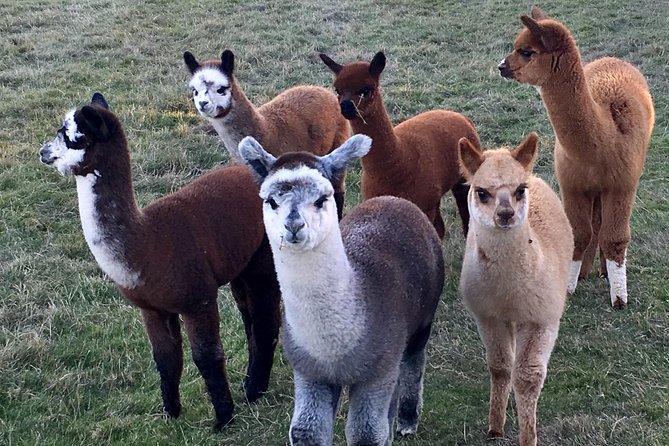 2-Hour Alpaca Farm Experience in Kenilworth - Walking an Alpaca: The Part Kids Brag About (Age Rules Included)