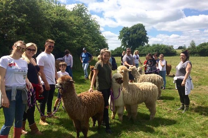2-Hour Alpaca Farm Experience in Kenilworth - The On-Site Shop: Hand Knitted Alpaca Accessories Worth a Look