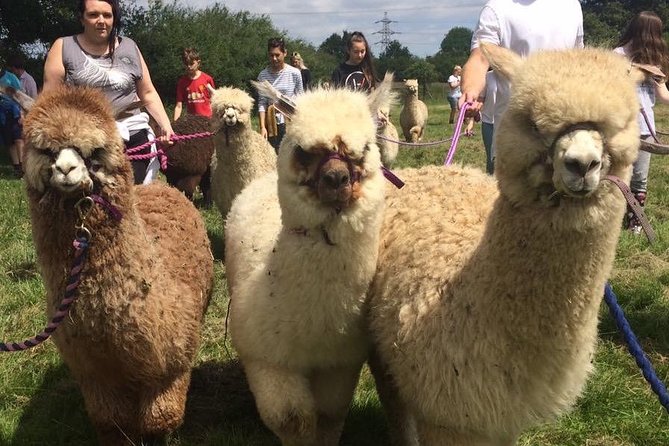 2-Hour Alpaca Farm Experience in Kenilworth - Price and Value: What $35.78 Buys You in Real Time