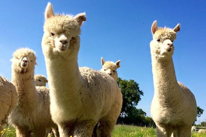 2-Hour Alpaca Farm Experience in Kenilworth - Who This Is Perfect For (and Who Should Reconsider)