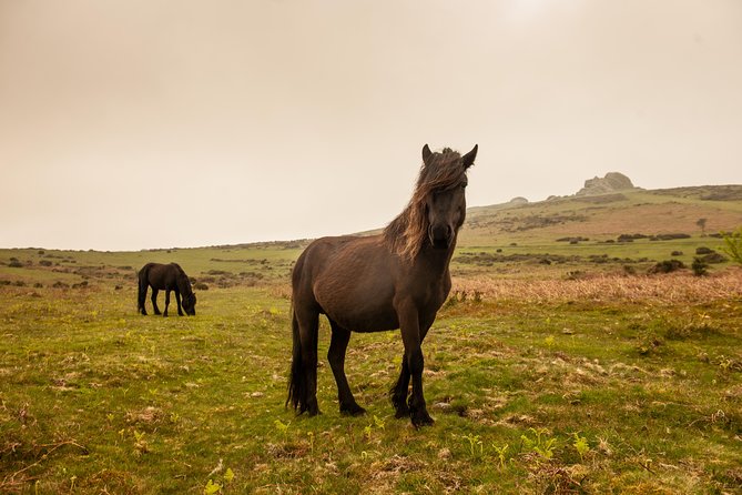 5-Day Devon and Cornwall Small-Group Tour from London - Dartmoor to Tavistock, how to get the most from limited time