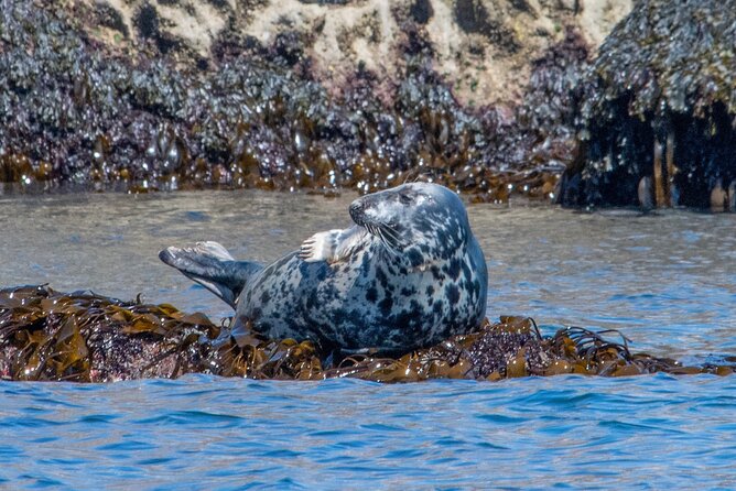 90 Minute Coastal Explorer in Torquay - Stop 4: Babbacombe Bay, Seals Along the Way, and an Offshore Search