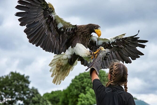 Admission Pass to Eagle Heights in Kent - Key Highlights You Should Know Before You Go