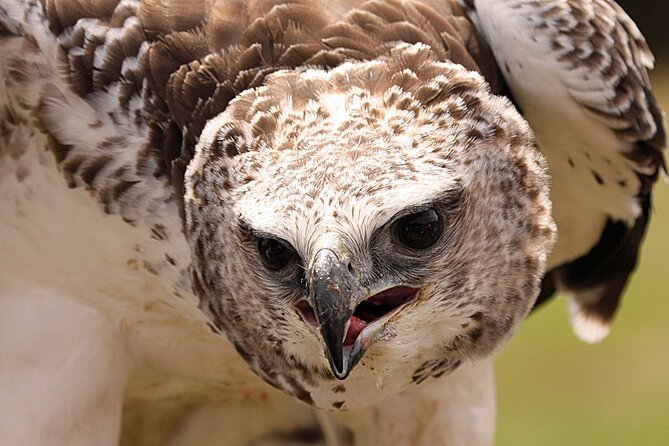 Admission Pass to Eagle Heights in Kent - The Twice-Daily Flying Displays: The Main Event