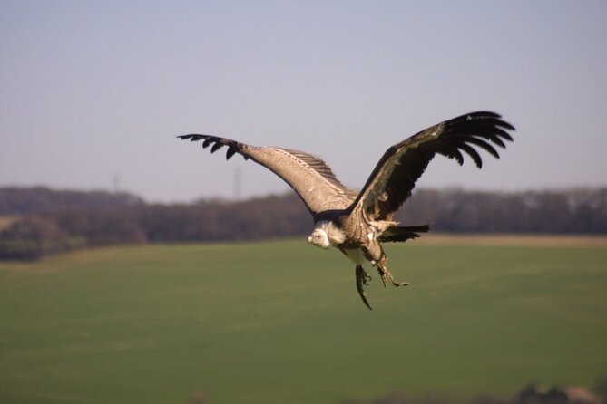 Admission Pass to Eagle Heights in Kent - Wildlife Education That Works in Real Life