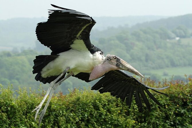 Admission Pass to Eagle Heights in Kent - Darent Valley Views and the Tearoom Break