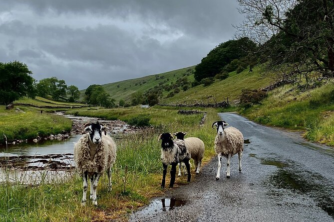 All Creatures Great and Small from Windermere - Aysgarth Falls in a tight 15-minute window