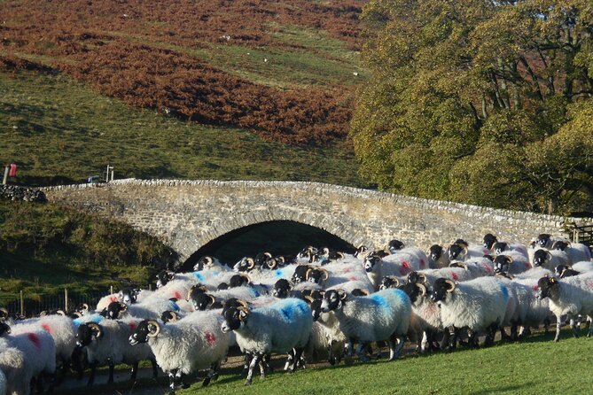 All Creatures Great and Small from Windermere - Transport, timing, and what a mini coach day really feels like
