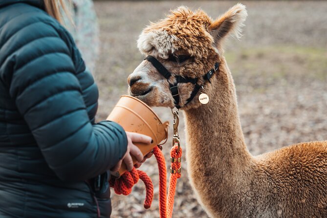 Alpaca & Donkey Trekking Experience at Wetley Moor Common - Wetley Moor Common in one hour: what the trek feels like