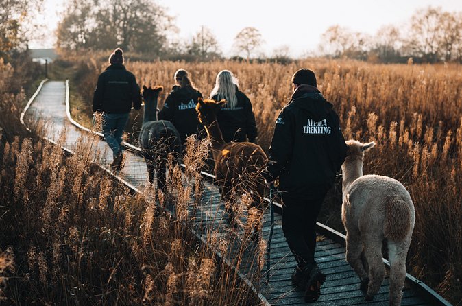 Alpaca & Donkey Trekking Experience at Wetley Moor Common - The moor walk: mud, photos, and staying comfortable