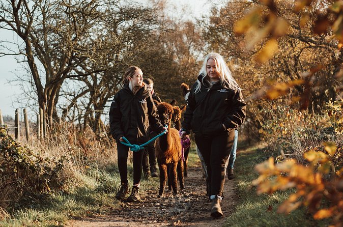 Alpaca & Donkey Trekking Experience at Wetley Moor Common - Price and value: is about $41 for one hour worth it?