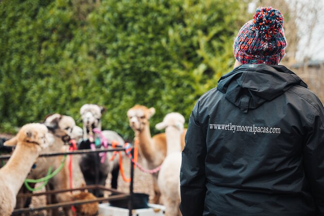 Alpaca & Donkey Trekking Experience at Wetley Moor Common - Who should book this trek and who might skip it