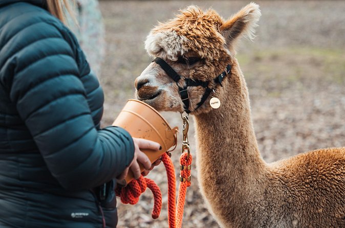 Alpaca & Donkey Trekking Experience at Wetley Moor Common - Timing, language, and what to expect from the tour setup