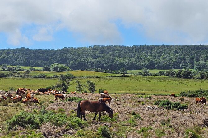 E-Bike excursion to Harrys Rock or Corfé Castle - Studland Beach and the Nature Reserve: photos without the fuss