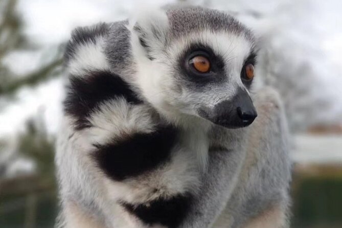 Entry ticket to Hoo Zoo and Dinosaur World in Telford - Hoo Zoo walkthroughs: wolves, lynx, meerkats, lemurs, and capybara