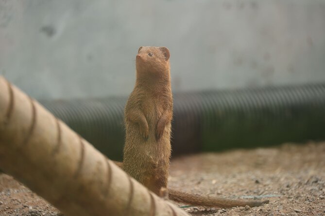 Entry ticket to Hoo Zoo and Dinosaur World in Telford - Close encounters with lemurs and wallabies on weekends and holidays