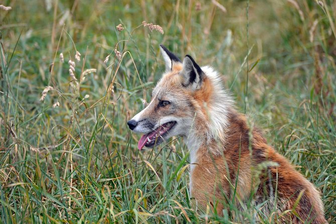 Fox Encounter for 2 people and park entry - Key Points