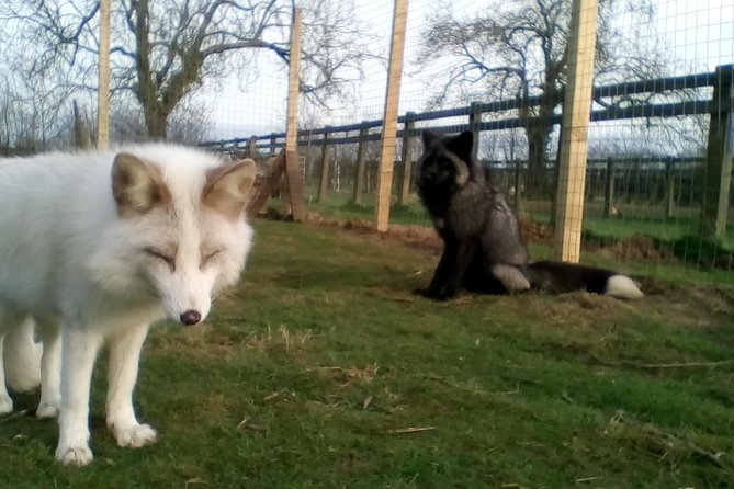 Fox Encounter for 2 people and park entry - ARK Wildlife Park Entry: How to Stretch One Encounter Into a Full Visit