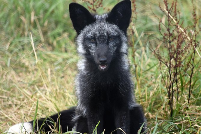 Fox Encounter for 2 people and park entry - Price for Two: Is It Good Value?