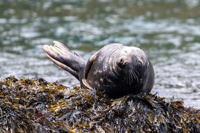 Guided Wildlife and Sea Cave Kayak Safari in English Riviera - Key highlights to look forward to