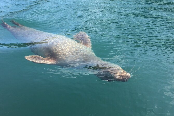 Guided Wildlife and Sea Cave Kayak Safari in English Riviera - Meeting at Oddicombe Beach Shop and setting yourself up for success