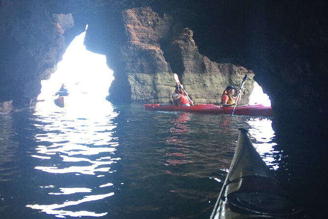 Guided Wildlife and Sea Cave Kayak Safari in English Riviera - The beach break: fossil hunting, wild herb, and campfire marshmallows