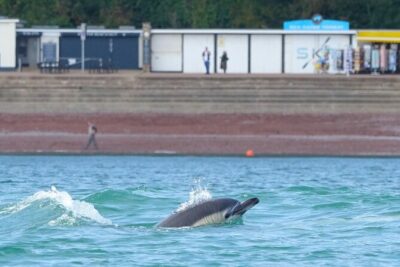 Guided Wildlife and Sea Cave Kayak Safari in English Riviera