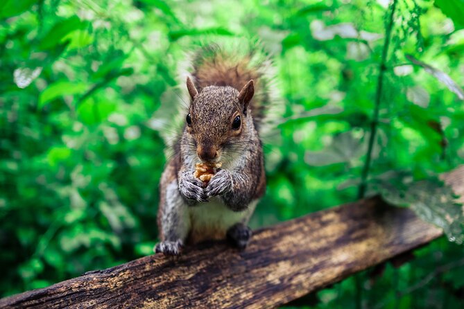 Half-day Forest Bathing and Yoga in Brighton's Woodlands - A four-hour reset in Stanmer Park, just outside Brighton
