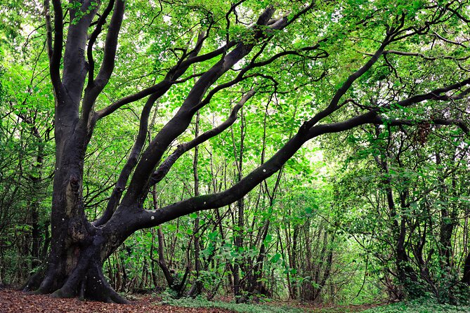 Half-day Forest Bathing and Yoga in Brighton's Woodlands - Forest bathing and shinrin-yoku: what you’re actually doing