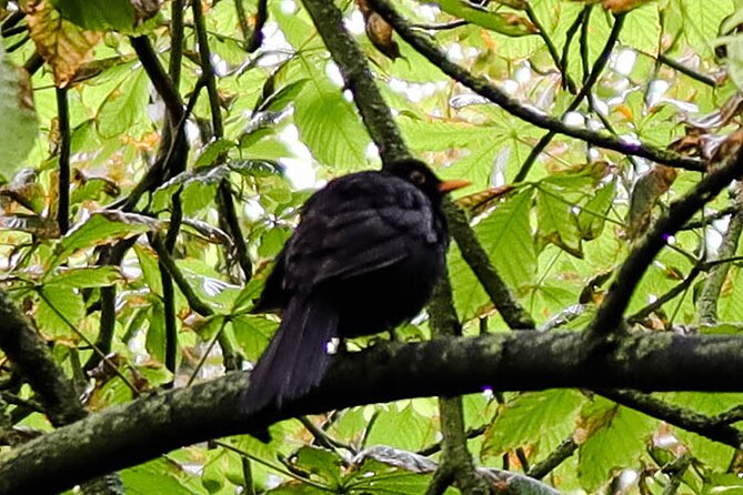 Half-day Forest Bathing and Yoga in Brighton's Woodlands - Weather reality: light rain is okay, but prepare for it