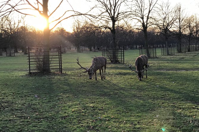Hampton Court Palace Grounds Bike Tour - Stop 2: Cycling Bushy Park, Deer Included