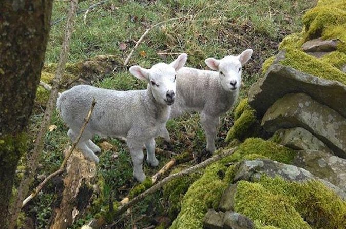 Herriot and Yorkshire Dales Day Trip from York - Linton Falls and the river Wharfe: short walk, big payoff