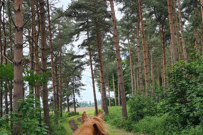 Horse drawn carriage ride york - The Quiet Driveway Feel of Escrick Park Estate
