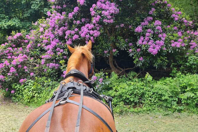 Horse drawn carriage ride york - Price and Value When You Pay Per Group