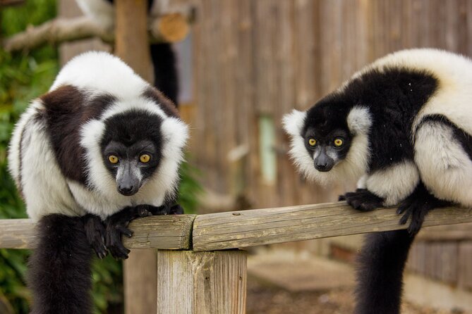 Howletts Day Ticket - Key Things That Make This Day Ticket Worth Your Time