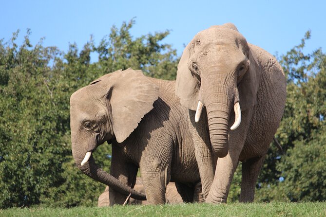 Howletts Day Ticket - What to Expect From Animal Viewing (And What Not to Expect)