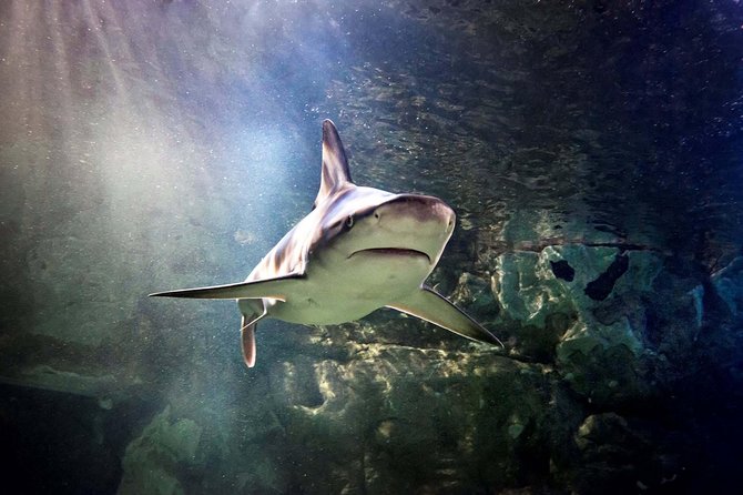 Hunstanton SEA LIFE Sanctuary General Admission Ticket - Key takeaways before you go