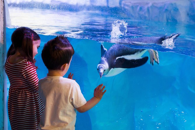 Hunstanton SEA LIFE Sanctuary General Admission Ticket - Otter River with Smartie, Twix, and Yorkie