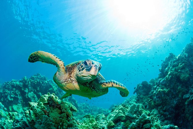 Hunstanton SEA LIFE Sanctuary General Admission Ticket - Amazonia Rivers rainforest walkway and close tank moments