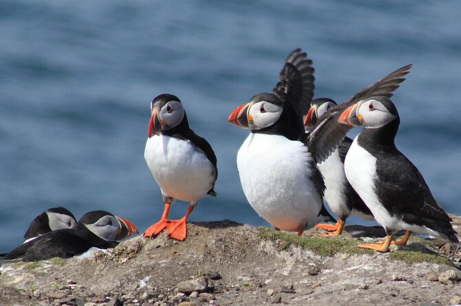 Inner Farne National Trust Bird Sanctuary - 3 hr trip to the Farne Islands - Key Highlights I Think You Will Notice