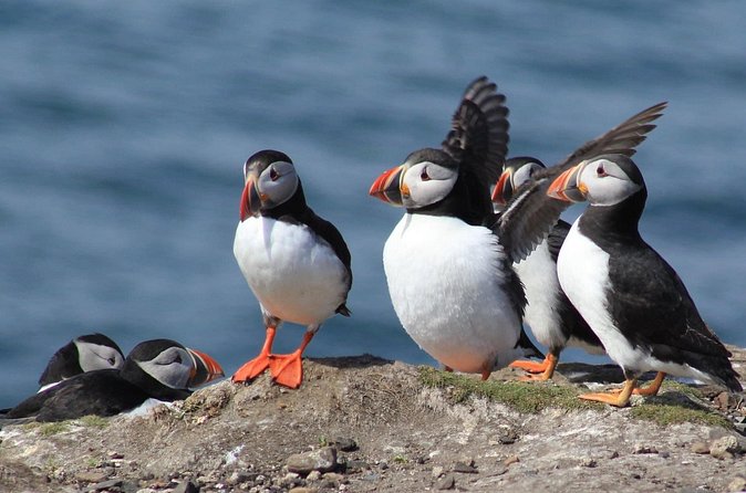 Inner Farne National Trust Bird Sanctuary - 3 hr trip to the Farne Islands - Longstone Lighthouse and the Grace Darling Connection