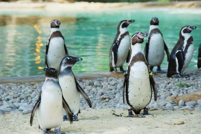 London Zoo Entry Ticket - Key highlights to know before you go