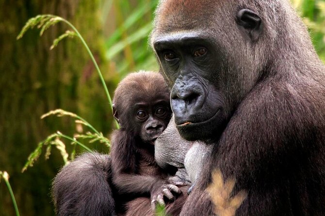 London Zoo Entry Ticket - Tiny Giants and the indoor break you’ll be glad you planned