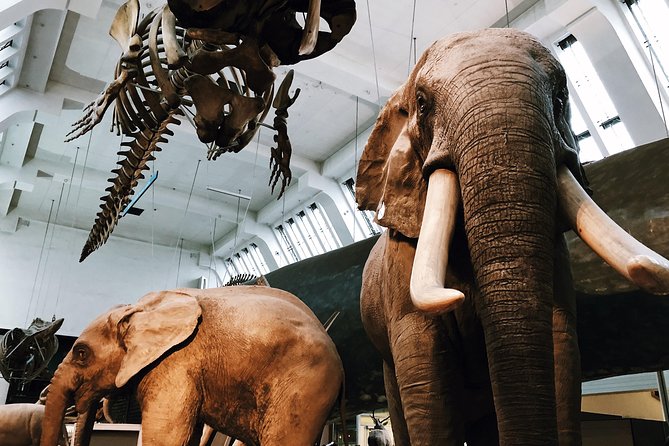 Natural History Museum London Guided Tour Semi-Private 8ppl Max - Quiet rooms, speaking rules, and why you should follow the guide’s lead