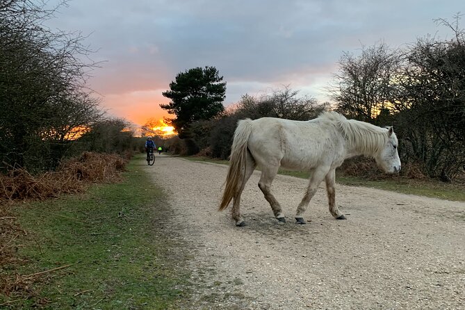 New Forest Sunset Bike Rides - Choosing your route with the app, so you are never guessing