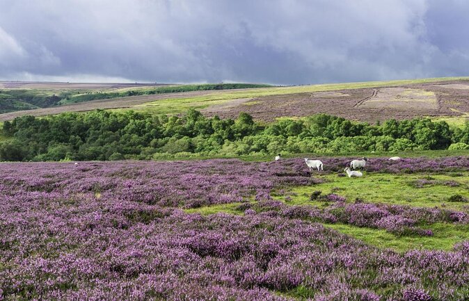 North York Moors and Whitby Day Tour from York - Price and What You Actually Get for $77.67