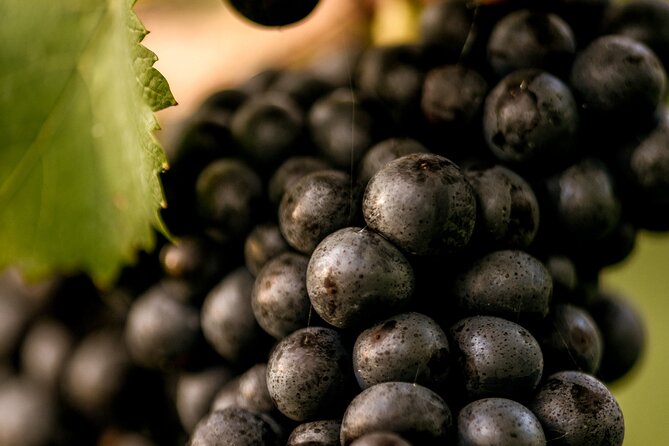 Owners vineyard tour and tasting at Oastbrook - The Cheese Board and Snacks: What You Eat During the Tasting